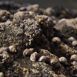 2017-03 New Zealand/Auckland Centenial Park/DSC_0052.JPG